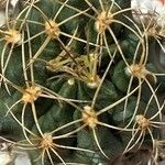 Gymnocalycium anisitsii Ліст