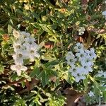 Heliotropium curassavicum Kukka