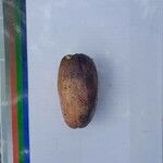 Dacryodes edulis Fruit