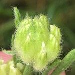 Anthyllis cornicina 花