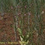 Vaccaria hispanica 形態