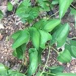 Dioscorea alata Leaf