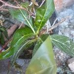 Morinda citrifolia ᱥᱟᱠᱟᱢ