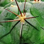 Gymnocalycium pflanzii 葉