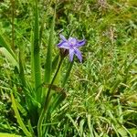 Aristea abyssinica Хабит