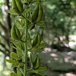 Veratrum viride പുഷ്പം