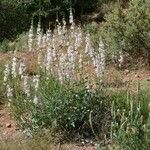 Penstemon palmeri Flor