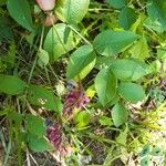 Lathyrus venetus Blad