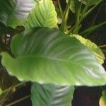 Anubias barteri Blatt