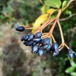 Viburnum rigidum Frukt