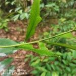 Ixonanthes icosandra ഇല