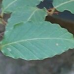 Fagus crenata Hoja