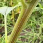 Amaranthus powellii Bark