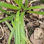 Carex sylvatica Feuille