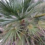 Chamaerops humilis Blad