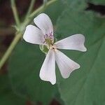 Pelargonium mossambicense Flower
