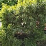 Acacia cognata Fuelha