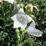 Platycodon grandiflorus Облик