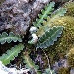 Asplenium ceterach Feuille