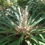 Bromelia pinguin List