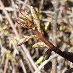 Forsythia intermedia Cvet