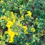 Coronilla glaucaआदत