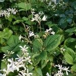 Clematis virginiana Hábito