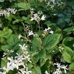 Clematis virginiana Habitat