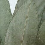 Clavija lancifolia Muu