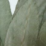 Clavija lancifolia Otro