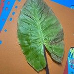 Alocasia macrorrhizos Lehti