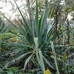 Yucca arkansana Folha