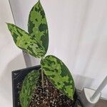 Aglaonema pictum Feuille