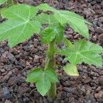 Jatropha spicata Habit