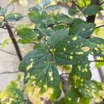Celtis africana Leaf
