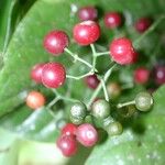 Psychotria marginata Fruit