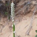 Pterocaulon alopecuroides Кветка