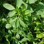 Medicago coronata Leaf