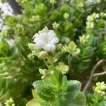 Kalanchoe aromatica Virág