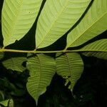 Trichilia septentrionalis Leaf