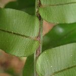 Lomariopsis hederacea その他の提案