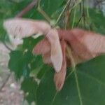 Acer cappadocicum Fruit