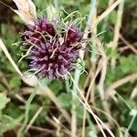 Allium vineale Leaf