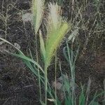 Hordeum jubatum Blatt