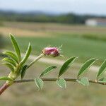 Onobrychis caput-galli Libunga