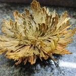 Selaginella lepidophylla Лист