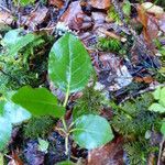 Salix myrtilloides Fuelha