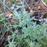 Galium maritimum Leaf