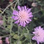 Knautia arvernensis Floare