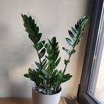 Zamioculcas zamiifolia Blatt